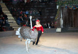 cirkus